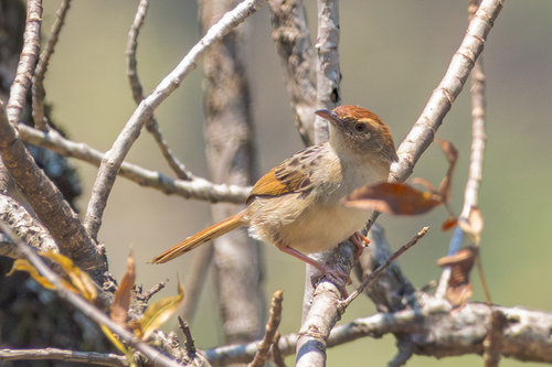Wailing Cisticola (Cisticola lais), photo 8