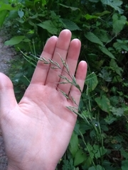 Poaceae