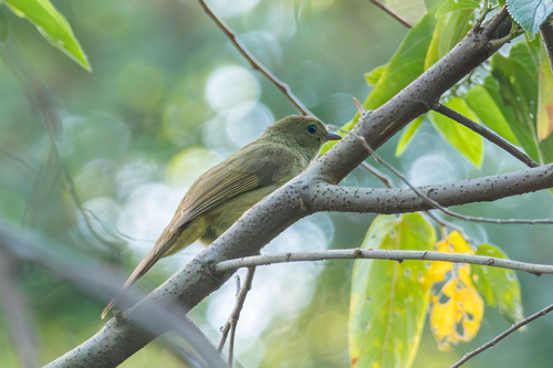 Little Greenbul (Eurillas virens), photo 1