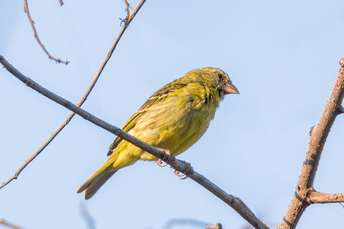 Southern Citril (Crithagra hyposticta), photo 4