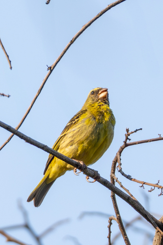 Southern Citril (Crithagra hyposticta), photo 6