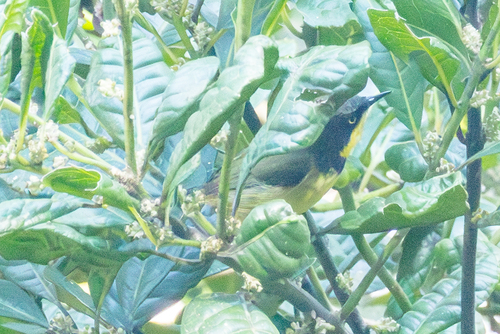 Yellow-throated Apalis (Apalis flavigularis), photo 1