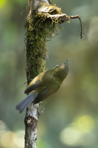 Yellow-throated Apalis (Apalis flavigularis), photo 3