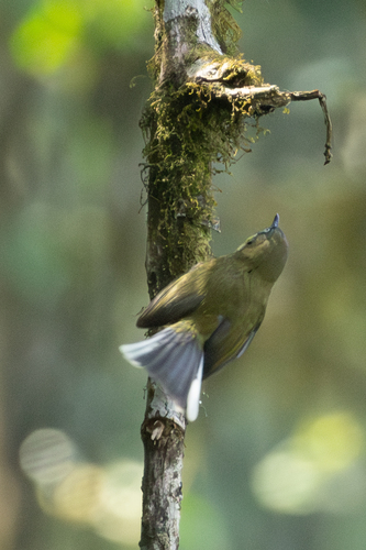 Yellow-throated Apalis (Apalis flavigularis), photo 8