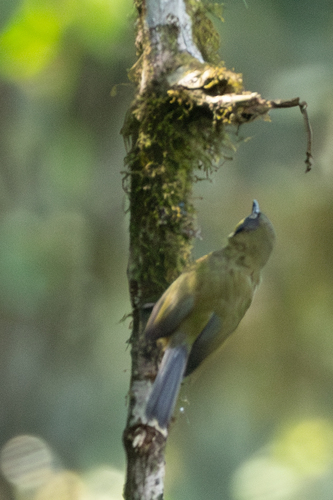 Yellow-throated Apalis (Apalis flavigularis), photo 9