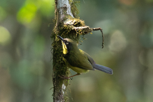 Yellow-throated Apalis (Apalis flavigularis), photo 10
