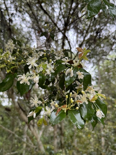 Eugenia sulcata, 2024-10-30