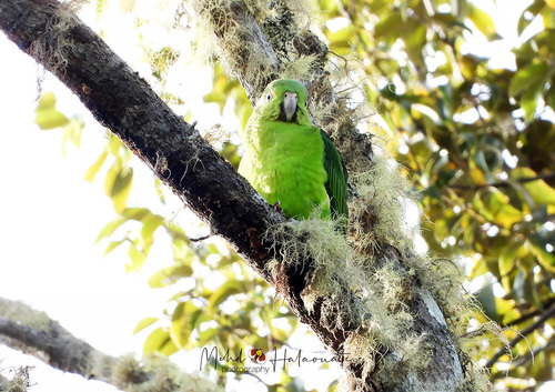 Geoffroyus simplex observed 2022-10-09
