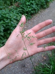 Poaceae