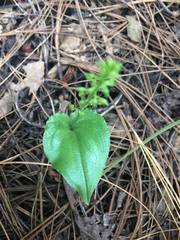 Malaxis maianthemifolia