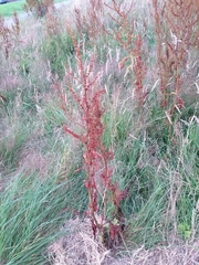 Angiospermae