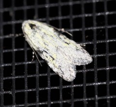 Stenoptena icmaea