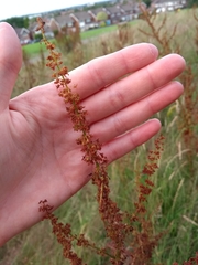 Angiospermae