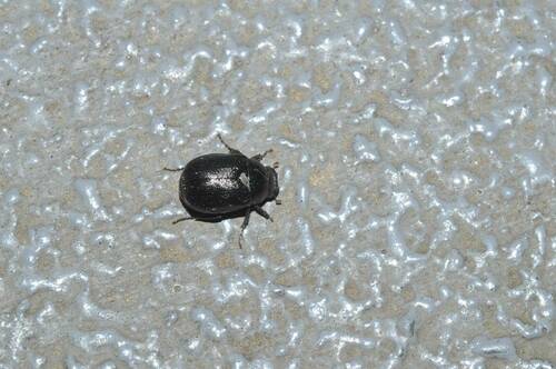 Apogonia amida