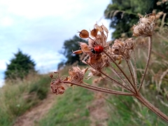 Coccinella septempunctata
