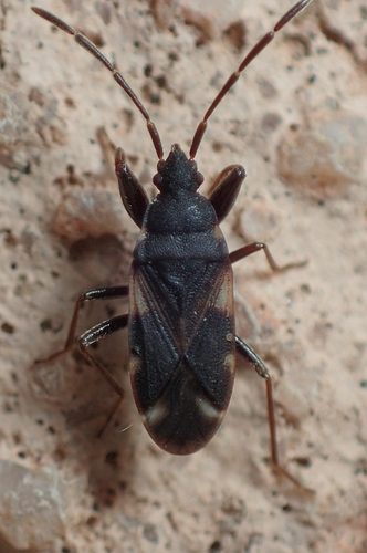 Taphropeltus andrei