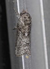 Nycteola polycyma
