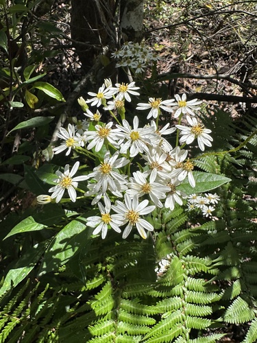 Image of Olearia elliptica by (c) prossington, some rights reserved (CC BY)