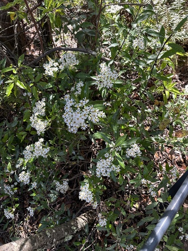 Phaseolaster elliptica, photograph 1