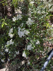 Phaseolaster elliptica, photograph prossington, CC BY, iNaturalist via GBIF
