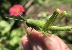Cyrtacanthacridini