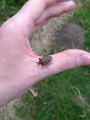 Pentatoma rufipes