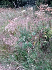 Heracleum sphondylium sphondylium