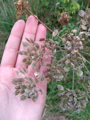 Heracleum sphondylium sphondylium