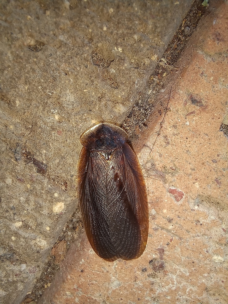 Giant Cockroaches from Narrikup WA 6326, Australia on October 30, 2024 ...