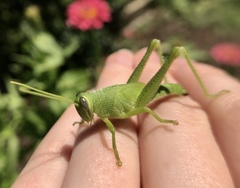 Cyrtacanthacridini