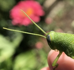Cyrtacanthacridini