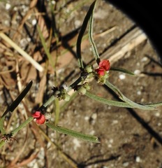 Indigofera linifolia