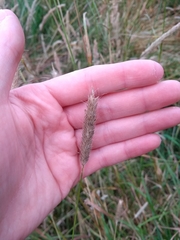 Poaceae
