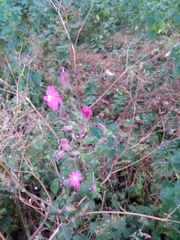 Silene dioica