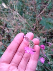 Silene dioica