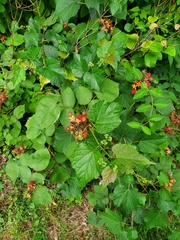 Rubus phoenicolasius
