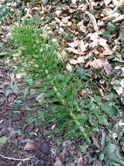 Equisetum telmateia