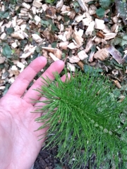 Equisetum telmateia