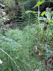 Equisetum telmateia