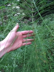 Equisetum telmateia