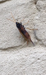 Urocerus gigas