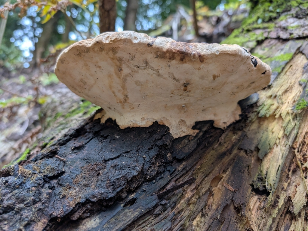 Fomitopsis pinicola · October 2024 · photo: © teacay (iNaturalist, cc-by-nc)