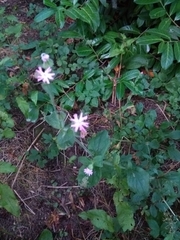 Silene dioica