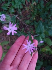 Silene dioica