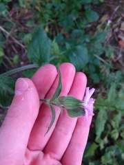 Silene dioica