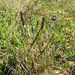 Enneapogon nigricans - Photo (c) Renae Williams, algunos derechos reservados (CC BY-NC-ND), subido por Renae Williams