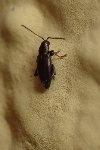 Phyllotreta rufitarsis
