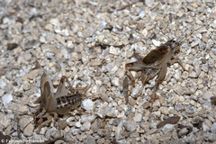 Eugryllodes escalerae