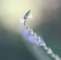 Verbena officinalis