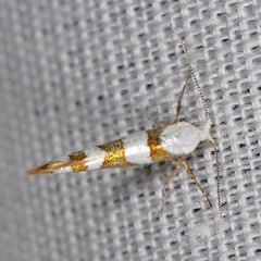 Argyresthia